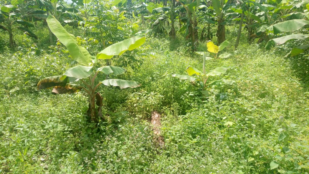 SeragroR's tweet photo. [ Nouveau défis ]

Après les parcelles d'#ananas à Yassa dans la Région du Littoral, nous sommes sollicités pour défricher les parcelles de #bananier_plantain, #macabo et #piment sur 9 hectares dans la Région du Centre.
1/2 
⤵️ https://t.co/cgWQMRLWOs