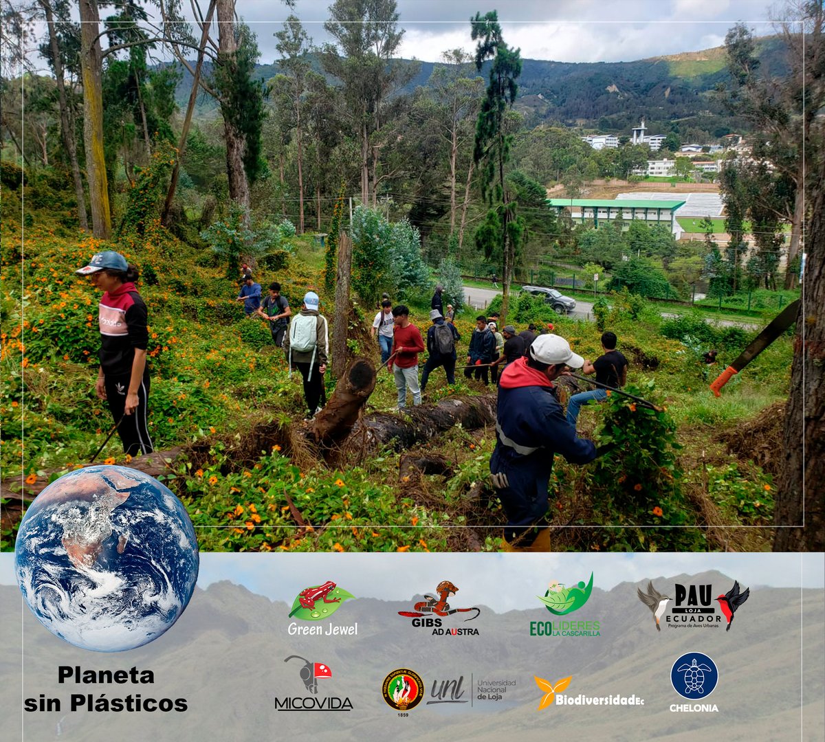 GrupoGreenJewel's tweet photo. MES DEL AMBIENTE
En el Parque Universitario, estudiantes de Ingeniería Ambiental de la #UNL en alianza con #GreenJewel #EcolíderesLaCascarilla #PAULoja #FEUTPL #MICOVIDA #GIBS #Chelonia participaron de la minga de erradicación de la planta introducida la "susanita". https://t.co/XUdoKP7gWk