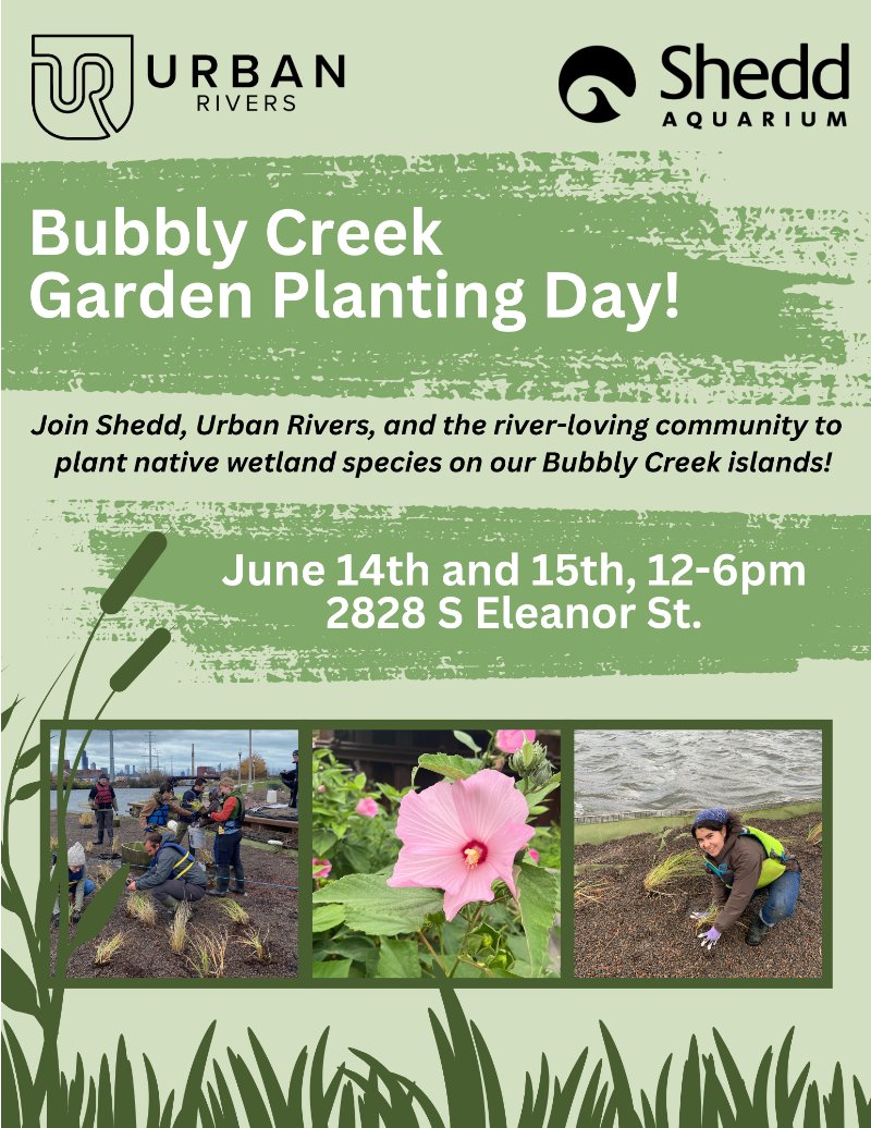 SouthBranchPAC's tweet photo. Join Urban Rivers today and tomorrow from 12pm-6. They will fill the last floating island with leca &amp; mulch and beautiful wetland plants.

They have needed equipment. Bring work clothes, shoes that you can get wet, &amp; water bottle!

REGISTER: https://t.co/TtpAw5NXT6 https://t.co/T4iRukUMyD