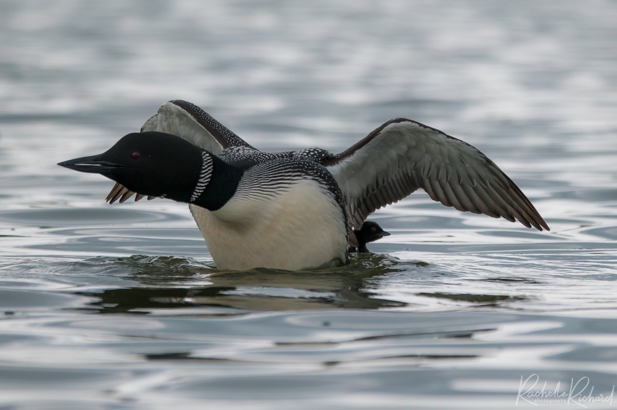 rachrichphoto's tweet photo. Met a pair of loons today while on my kayak and they each had a little loonlet with them. My day is made!
#thephotohour #BirdsSeenIn2023 #loons #lakescugog #commonloons #shareyourfeathers #shareyourweather @KMacTWN
https://t.co/dWenybrOFN https://t.co/jlhWy2O8En