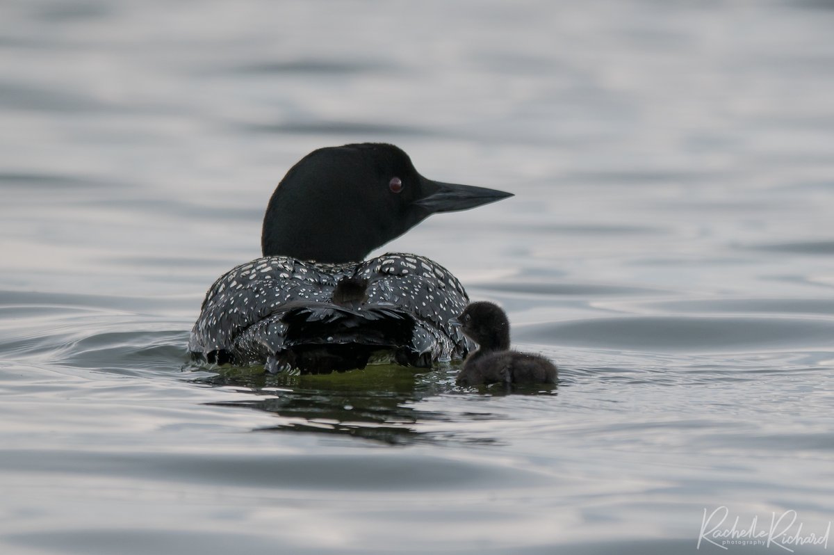 rachrichphoto's tweet photo. Met a pair of loons today while on my kayak and they each had a little loonlet with them. My day is made!
#thephotohour #BirdsSeenIn2023 #loons #lakescugog #commonloons #shareyourfeathers #shareyourweather @KMacTWN
https://t.co/dWenybrOFN https://t.co/jlhWy2O8En