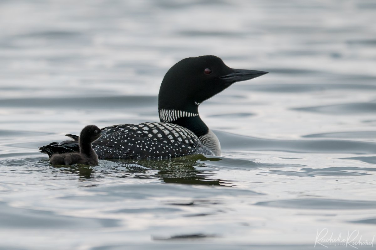 rachrichphoto's tweet photo. Met a pair of loons today while on my kayak and they each had a little loonlet with them. My day is made!
#thephotohour #BirdsSeenIn2023 #loons #lakescugog #commonloons #shareyourfeathers #shareyourweather @KMacTWN
https://t.co/dWenybrOFN https://t.co/jlhWy2O8En