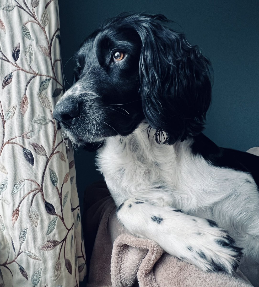 contemplation ……. #photograghy #dog #dogphoto #dogphotography #springerspaniel #englishspringer #englishspringerspaniel #dogs #dogsoftwitter #contemplation