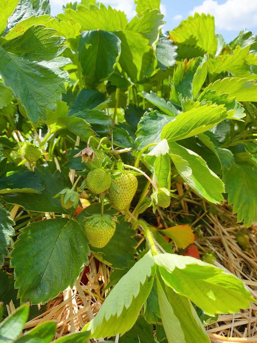 Grace0211198's tweet photo. Just when you thought the strawberry was too good to be true, it went ahead and proved you wrong. Happy National Strawberry Day #best #like #Views https://t.co/rondIrGsHI