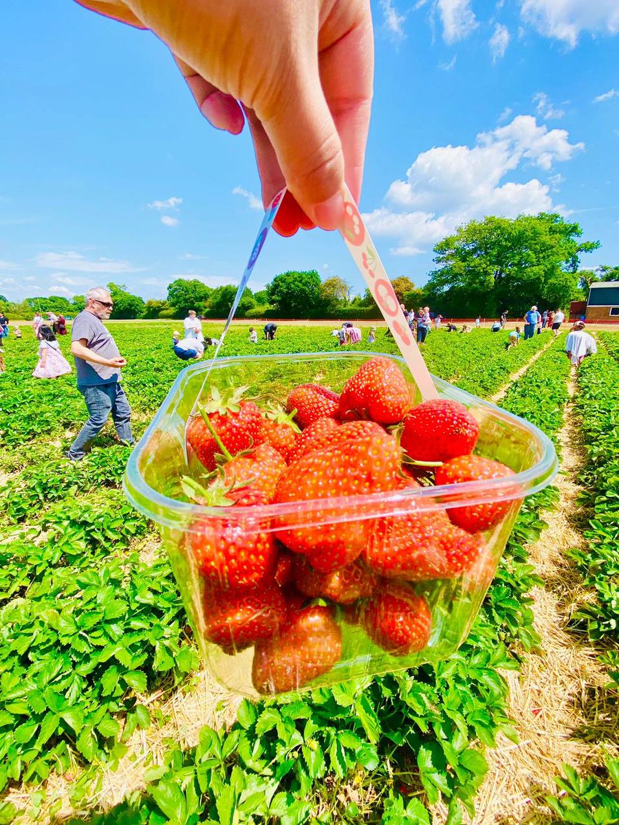 Grace0211198's tweet photo. Just when you thought the strawberry was too good to be true, it went ahead and proved you wrong. Happy National Strawberry Day #best #like #Views https://t.co/rondIrGsHI