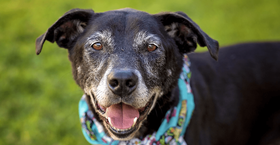 WoofWisdom's tweet photo. Woof Wisdom: โJust because you get older doesnโt mean you have to get old.โ-Unknown
#WoofWisdom https://t.co/w1jS4crvHD
