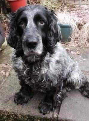 joannew0112's tweet photo. @MissingPetsGB From Blue's owner 💔😭 "2 years on, 730 days i have thought of you 💔 are you OK? Are you being looked after. i appeal to the person that has Blue find it in your heart to let me spend this little time we have left together 💔 #findblue #bringbluehome #stolen Pic tor nr #matlock https://t.co/s6zSo7AmWP