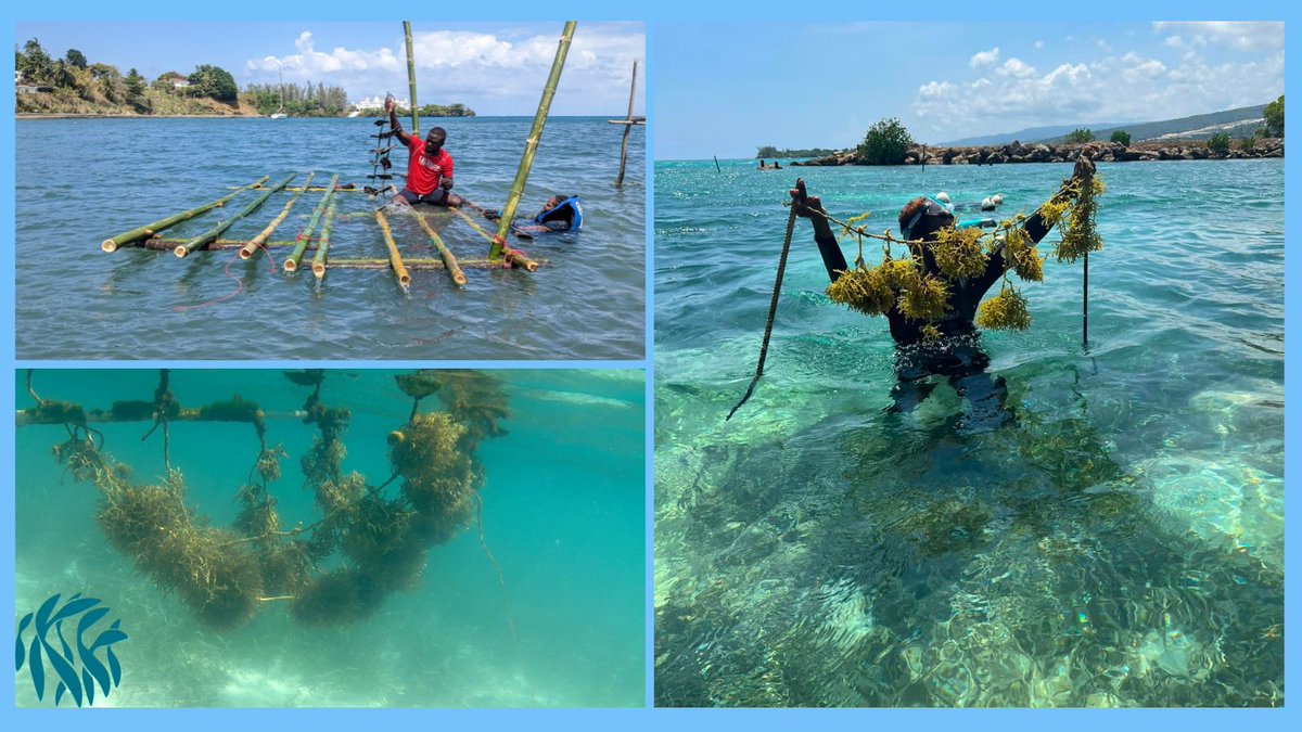 Mariculture offers sustainable income opportunities for coastal communities. Discover how seaweed and oyster farming can support livelihoods. #Mariculture #SustainableLivelihoods