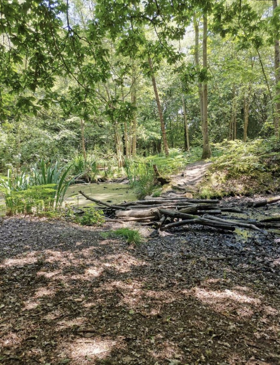 #30DaysWild day 14 a wonderful #HomeEd trip to the forest, we spotted and heard birds, found deer poo, climbed trees, built dens and the role played