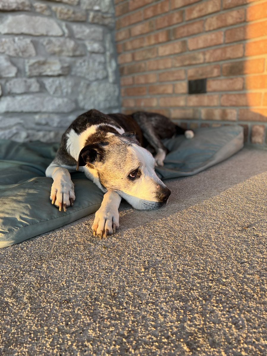 hjscocaptain's tweet photo. This is Bingo, my soul dog, who passed away last year in late May. Before I had Hongjoong and ATEEZ Bingo was my everything and I hope everyone gets the joy of having a pet they love as much as I love him
#AtinyPetDay #AtinySpiritWeek #ATEEZ #에이티즈 @ATEEZofficial https://t.co/mM1U5knDAi