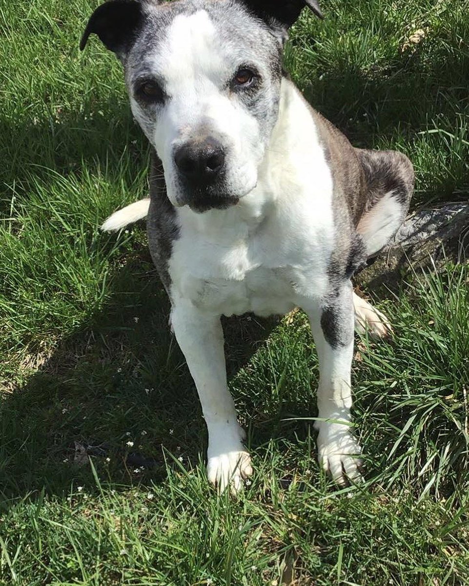 hjscocaptain's tweet photo. This is Bingo, my soul dog, who passed away last year in late May. Before I had Hongjoong and ATEEZ Bingo was my everything and I hope everyone gets the joy of having a pet they love as much as I love him
#AtinyPetDay #AtinySpiritWeek #ATEEZ #에이티즈 @ATEEZofficial https://t.co/mM1U5knDAi