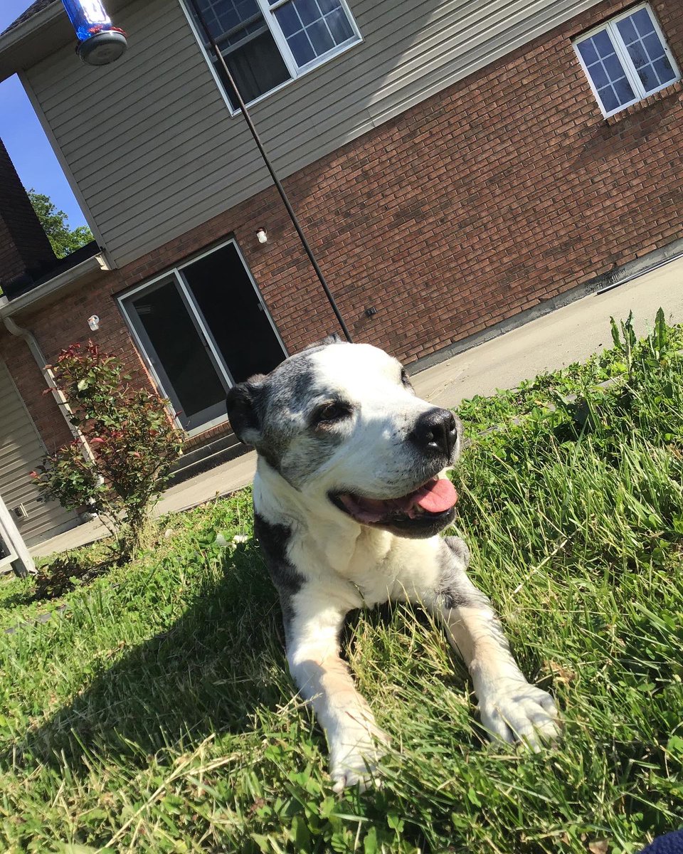 hjscocaptain's tweet photo. This is Bingo, my soul dog, who passed away last year in late May. Before I had Hongjoong and ATEEZ Bingo was my everything and I hope everyone gets the joy of having a pet they love as much as I love him
#AtinyPetDay #AtinySpiritWeek #ATEEZ #에이티즈 @ATEEZofficial https://t.co/mM1U5knDAi