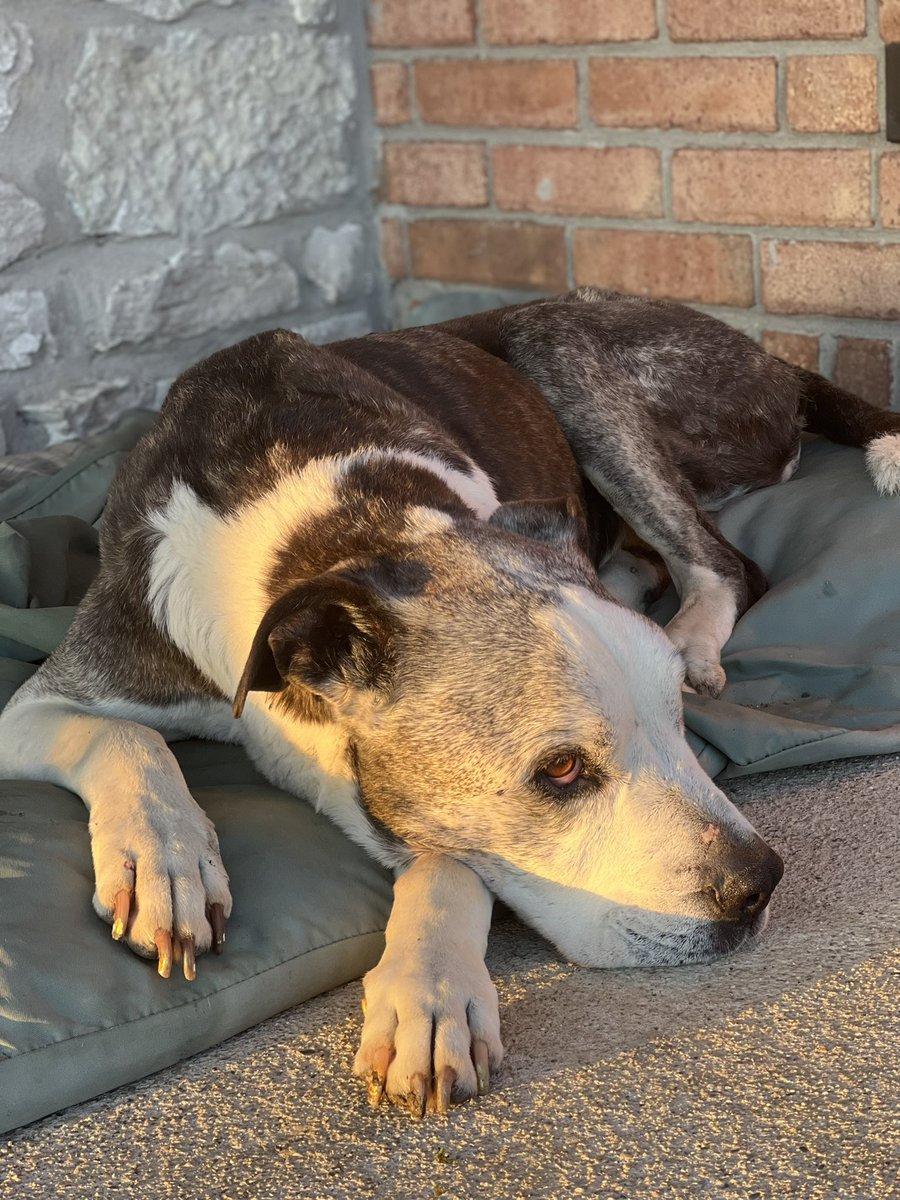 hjscocaptain's tweet photo. This is Bingo, my soul dog, who passed away last year in late May. Before I had Hongjoong and ATEEZ Bingo was my everything and I hope everyone gets the joy of having a pet they love as much as I love him
#AtinyPetDay #AtinySpiritWeek #ATEEZ #에이티즈 @ATEEZofficial https://t.co/mM1U5knDAi