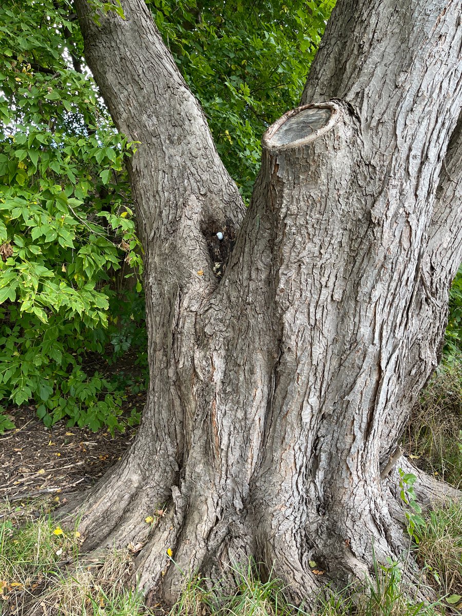 Errant shot or hoarding squirrel? 🤔

#WildlifeWednesday