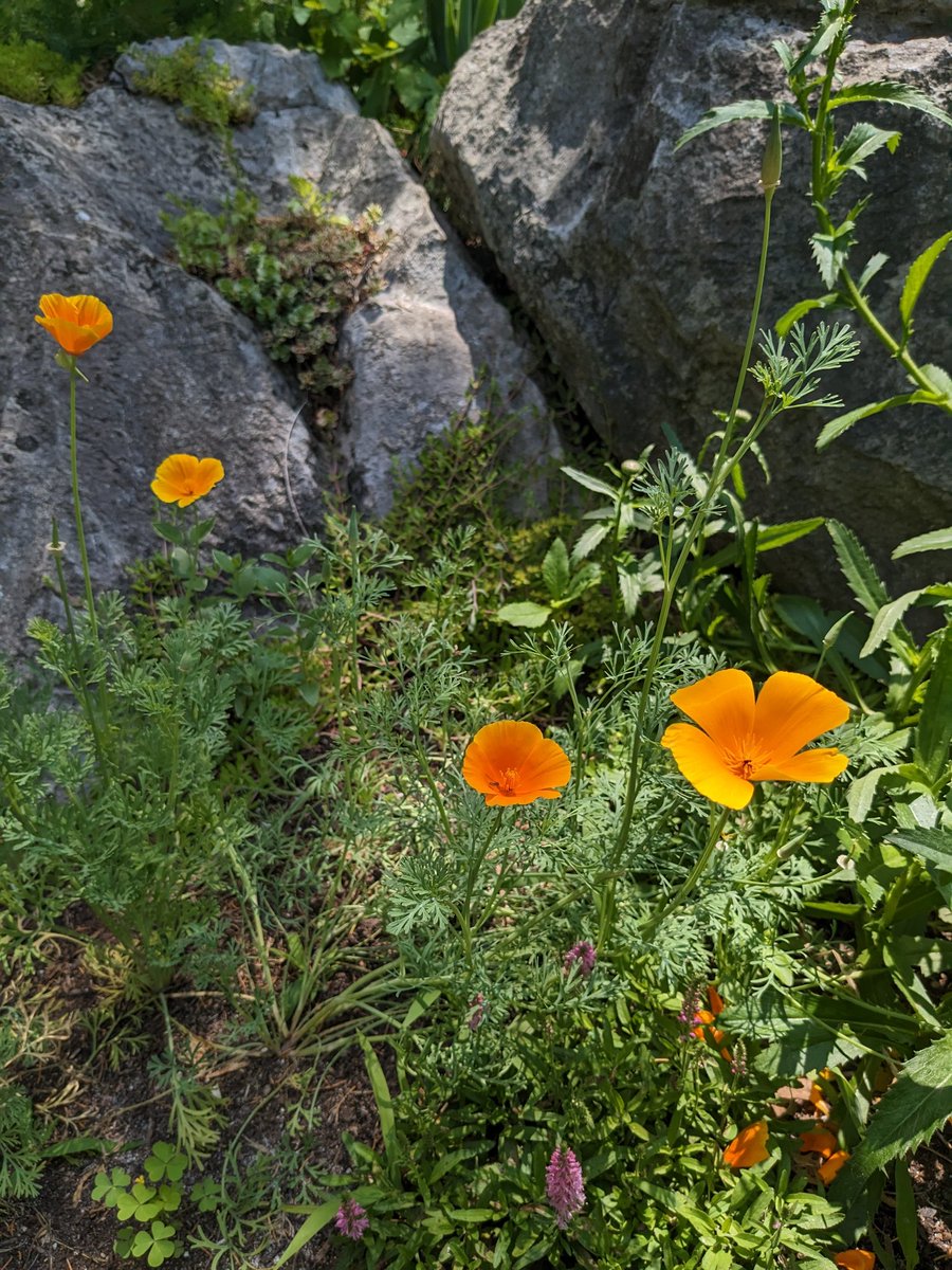 Today in the garden:

California poppies!