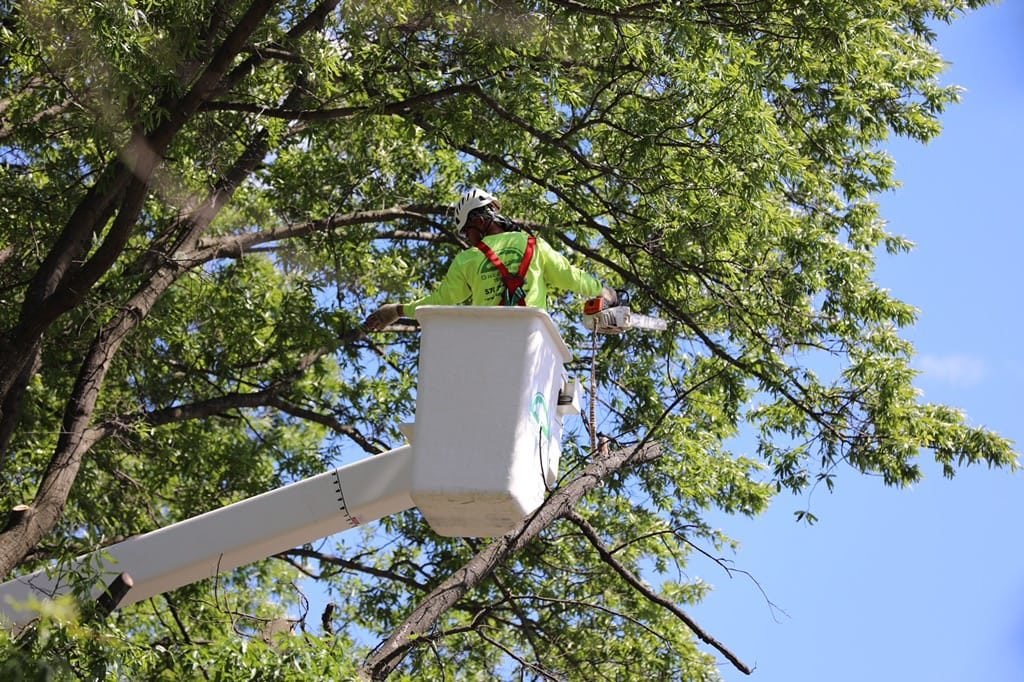 Paul Sharman (@paulsharman1) on Twitter photo The city’s tree pruning program is underway in the Orchard and some areas south of Upper Middle, between Appleby Line and Burloak Drive, inclusive of Regional roads. This is an essential maintenance practice. Any questions/concerns contact city@burlington.ca or 905-335-7777. The city’s tree pruning program is underway in the Orchard and some areas south of Upper Middle, between Appleby Line and Burloak Drive, inclusive of Regional roads. This is an essential maintenance practice. Any questions/concerns contact city@burlington.ca or 905-335-7777.