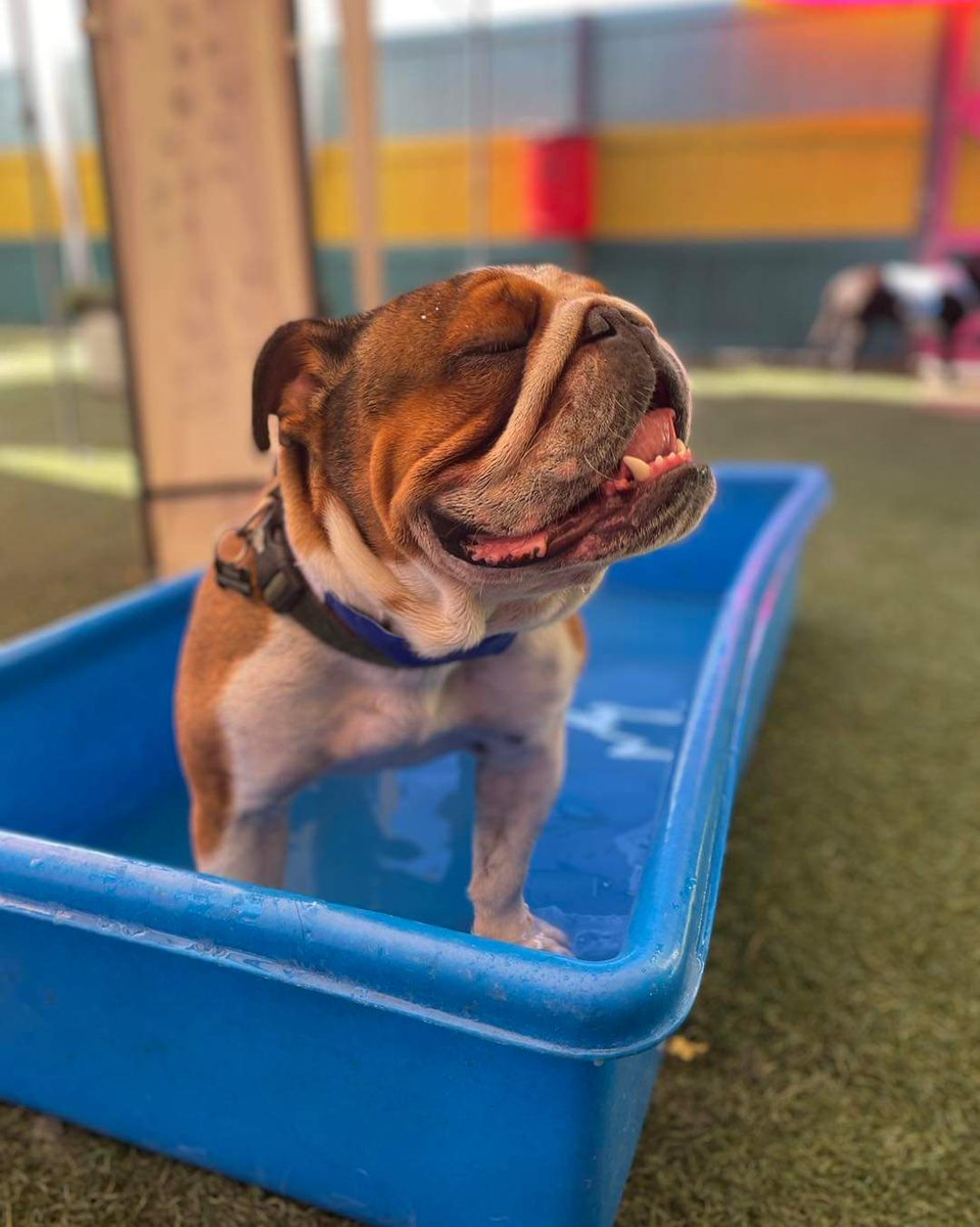 When you're told your dog is becoming unmanageable at day care... Just looks like he's having time of his life tbh and you're stifling the vibes