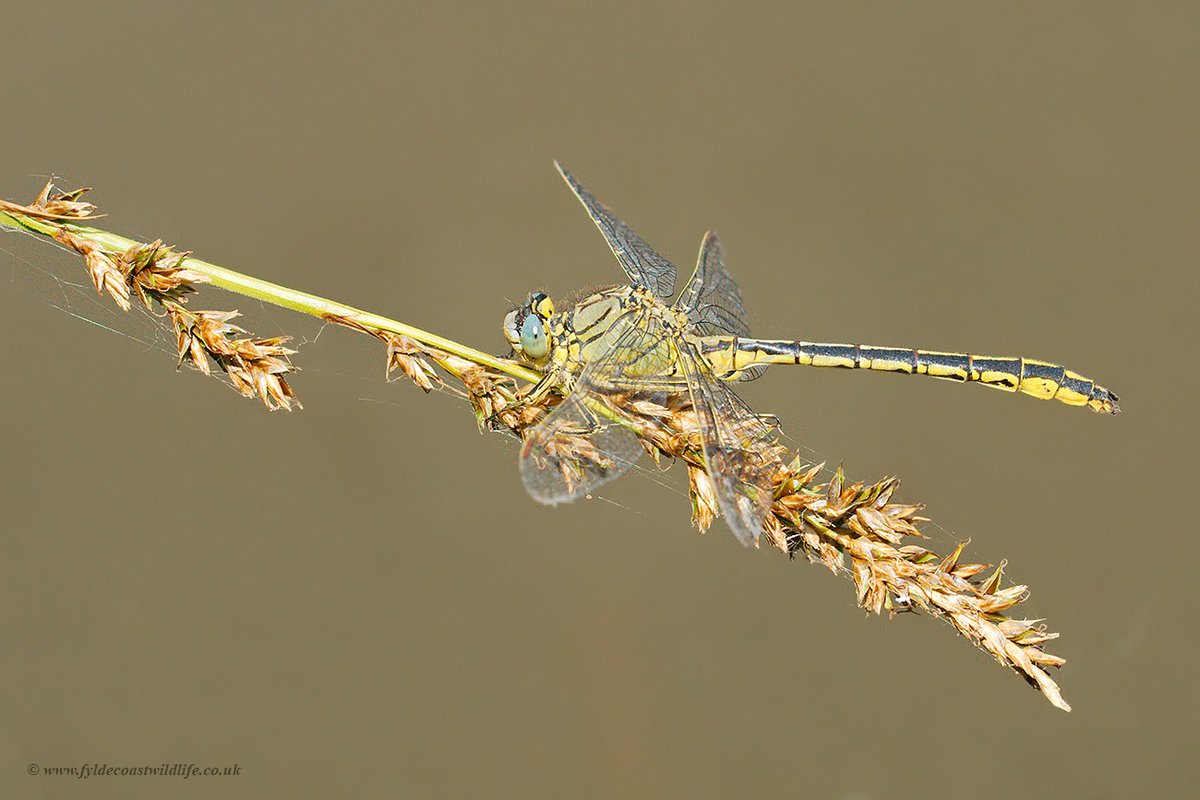 Western Clubtail Dragonfly, photographed today at the beautiful Parc botanique de Haute Bretagne #Brittany