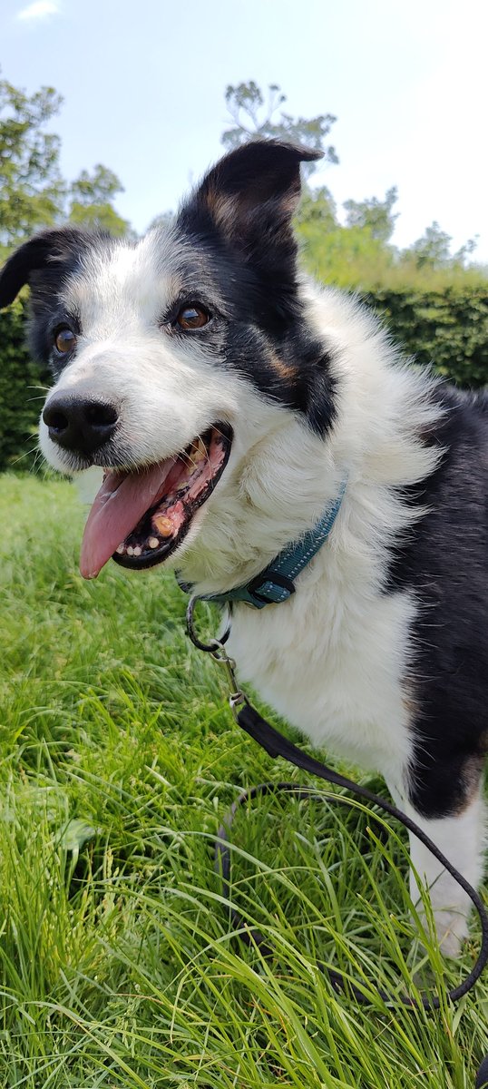 FOSTBCrescue's tweet photo. Meet our gorgeous old boy Alf 🐾 
He's one of the lucky ones as he's just bagged himself a lovely home! But for most older dogs in rescue, it takes a lot longer to find them homes. We can't figure out why because they have the best personalities and a lot of love to give!🥰 https://t.co/HLpmdvPlfc