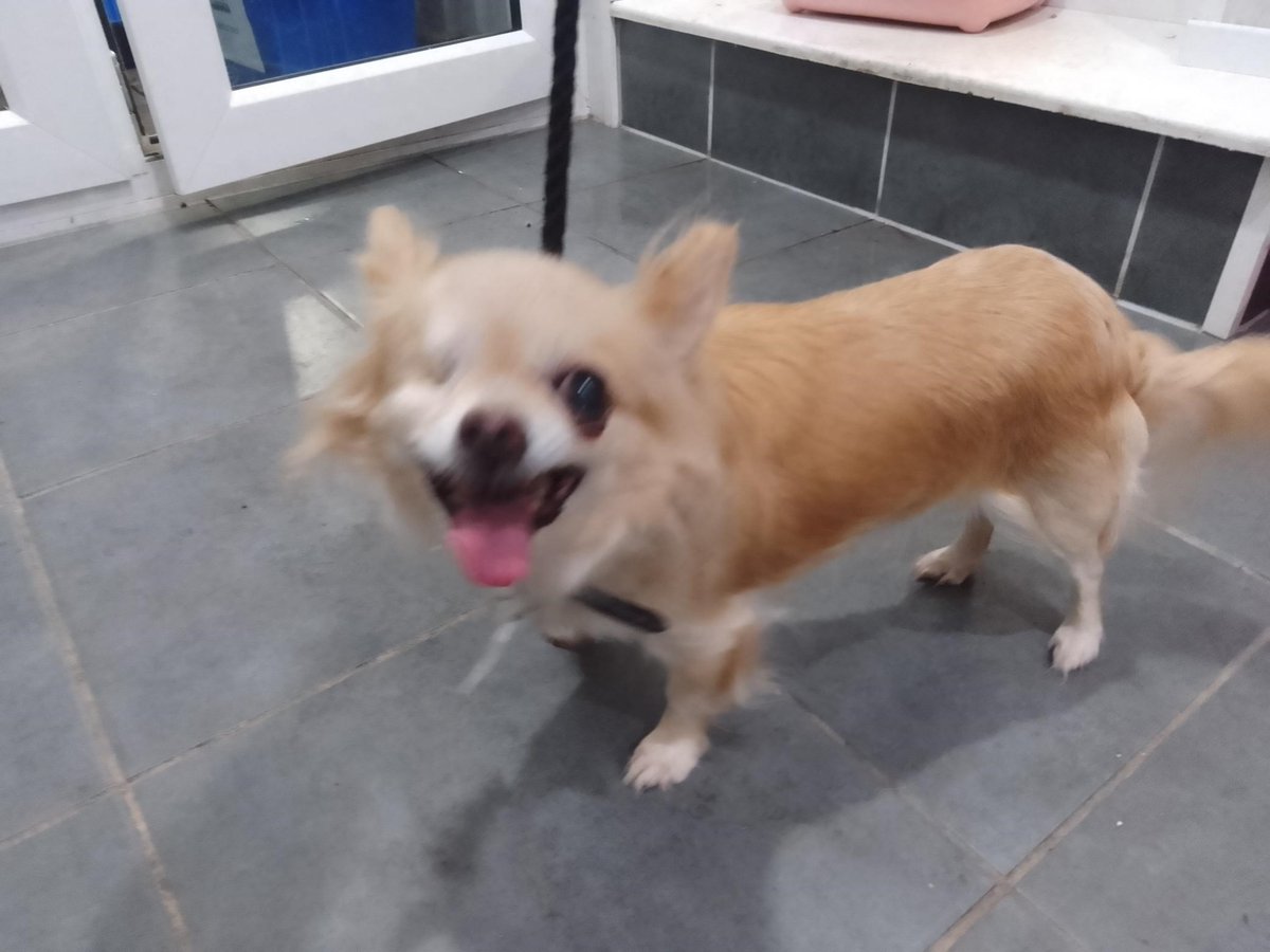 Happy news, the little dog that was in a council pound in #Bromley #London  has been REUNITED with her owner!!! 

😀😀😀😀😀😀😀😀😀😀😀😀
 lostdogsuk.co.uk/lost-dogs/ #dogs

Thank you for all the retweets. 
Likes are great but retweets are always more likely to help a dog🌟