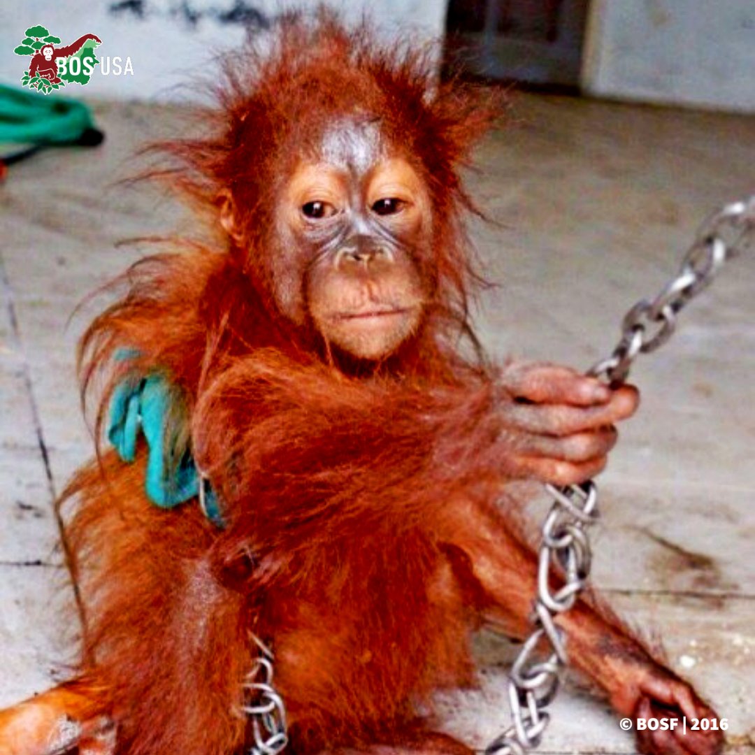 Kejora was 18 months old when she was found in a shocking condition, bound by iron chains in a fertilizer warehouse.

Lovely Kejora is now nine and will soon head back to her wild forest home.

bos-usa.org/ten-more-to-fr…

#orangutanfreedom #notapet #saveorangutans