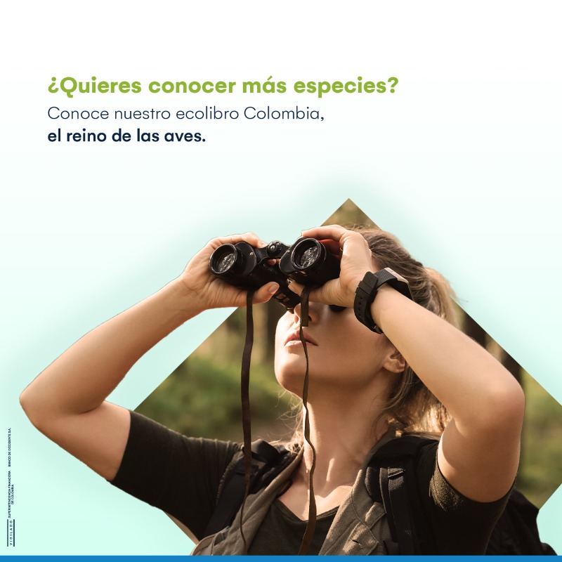 Bco_Occidente's tweet photo. Colombia cuenta con más de 1.900 especies de aves que pintan de colores nuestros cielos. 🦅 Descubre nuestro ecolibro y cuéntanos cuál es tu especie favorita.​ 🦜⬇