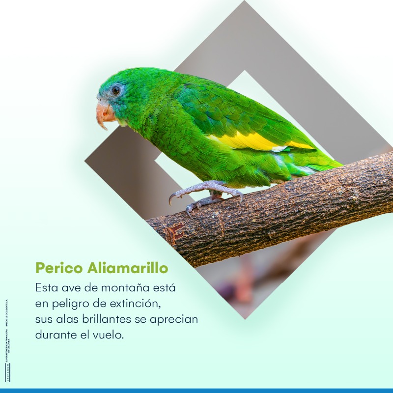 Bco_Occidente's tweet photo. Colombia cuenta con más de 1.900 especies de aves que pintan de colores nuestros cielos. 🦅 Descubre nuestro ecolibro y cuéntanos cuál es tu especie favorita.​ 🦜⬇