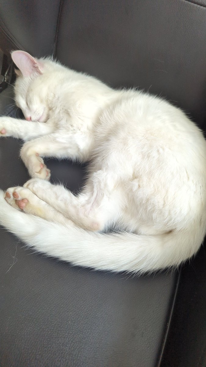 mischuich's tweet photo. Twitter, pls do your magic:
Unser Kater wird seit drei Tagen vermisst. Hat ihn vielleicht jemand bei/rund und um Wannweil gesehen? 

Bildbeschreibung: weißer Kater auf Bürostuhl https://t.co/bWQBDjX3ku