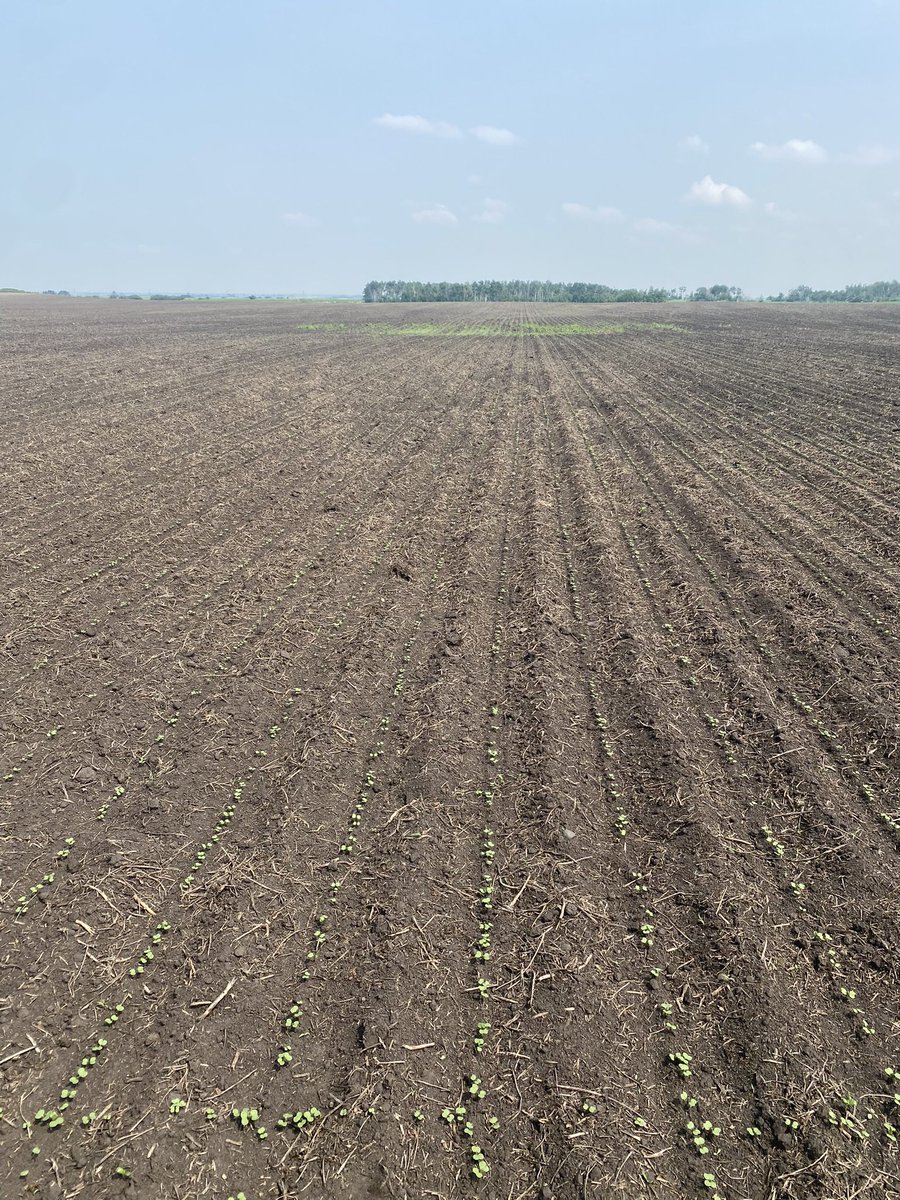 jodyadamson_'s tweet photo. Suns out, cots out 🌱@syngentacanada @canterraseeds #PELTA #FortenzaAdvanced #HelixSaltro https://t.co/b8nlIGmyFr