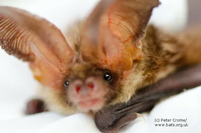 Would you know what to do if you found a bat in the ground or exposed area during the day? 1. Safely contain the bat in a box following our guidance: buff.ly/34PPUgq 2. Call the National Bat Helpline, a regional helpline or follow more advice: buff.ly/3PhKb4V