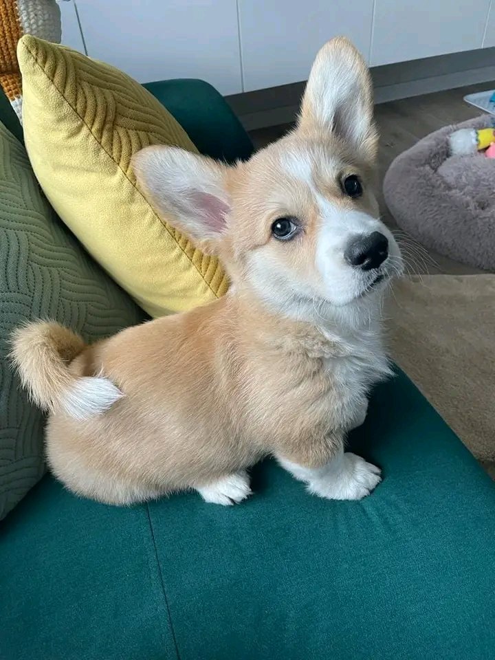 Corgi_lovers7's tweet photo. Hello, my name is Bacon, I am 9 weeks old https://t.co/N2nF88EvLr