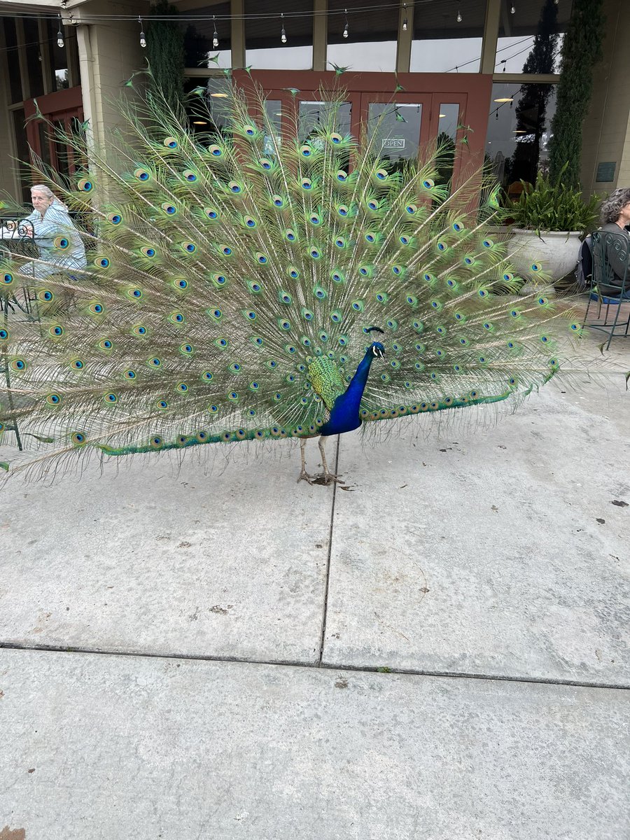 Dr. Kinnari Atit, PhD tweet media