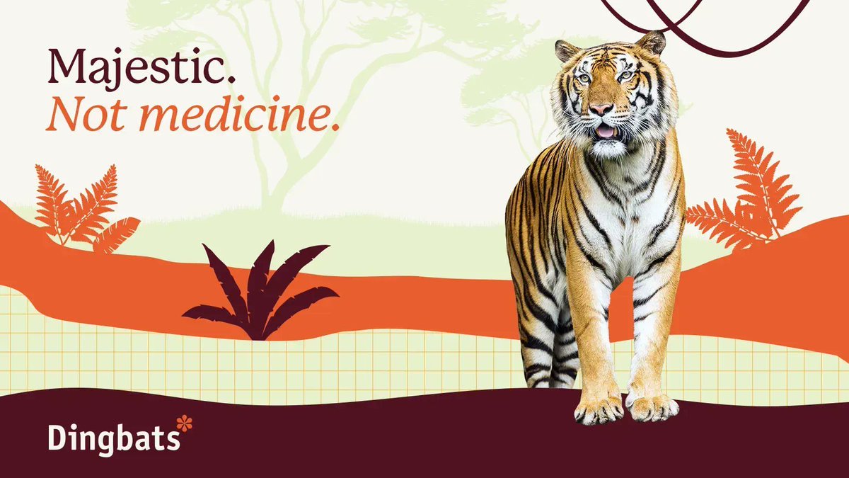 Tigers are disappearing because of the value of their bones, skin, and other parts, used in Asian medicine, as well as for their fur and as trophies. 
Join us, as we work tirelessly to raise awareness about tiger conservation and so can you!

#amimalpreservation #ecoconscious