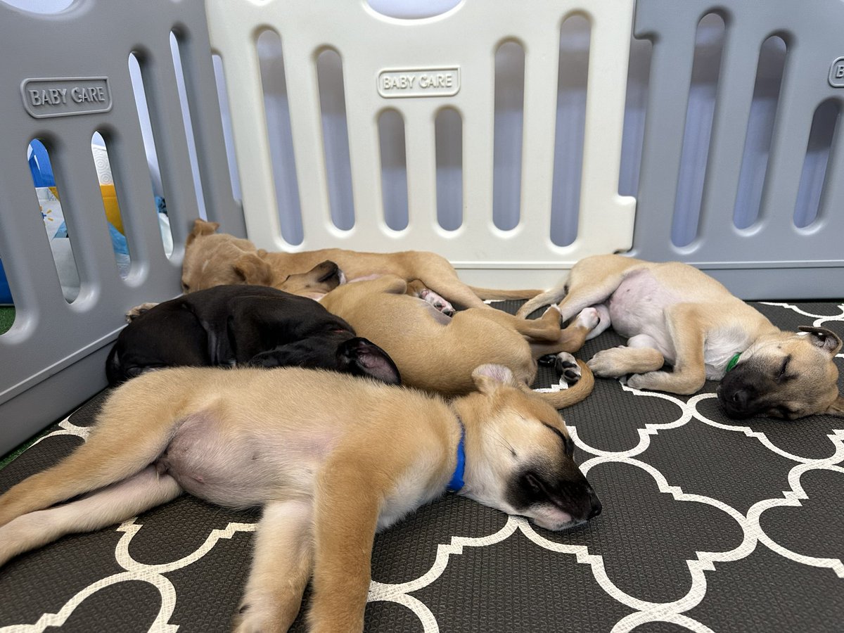 Kaleoiini tweet media