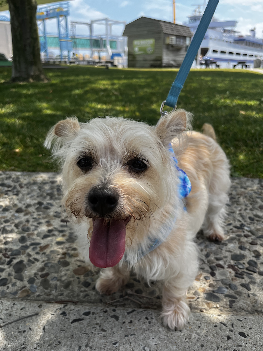 CMLFerry's tweet photo. If this cute face doesn't make you smile, we don't know what will! This Lil guy's name is J.R. He might be small, but he's a big deal! π J.R. is a VIP member at the Ferry and frequently travels from Lewes to Cape May in his free time.
#WoofWednesday #veryimportantpup https://t.co/3qo55rQIaK