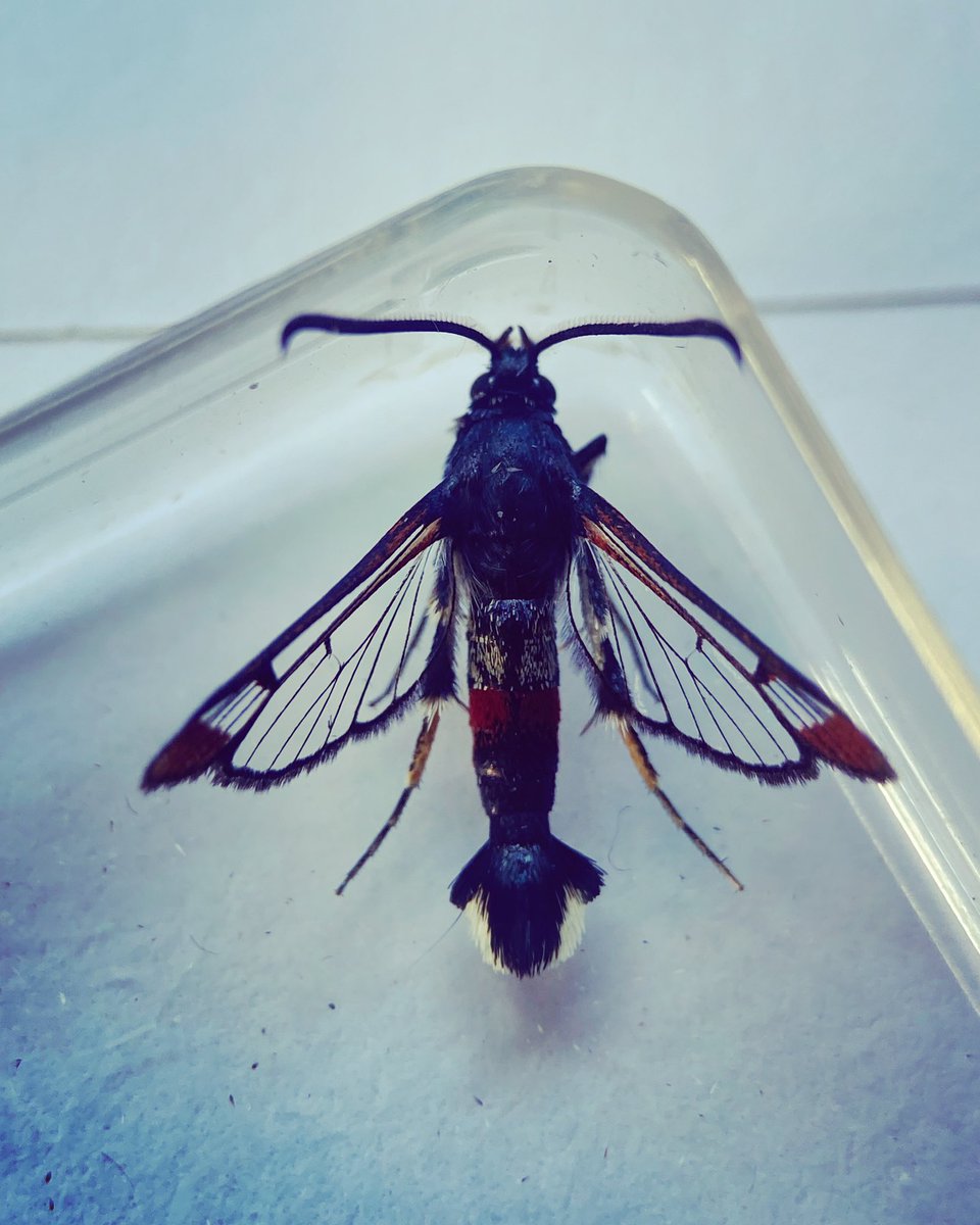 theveryamateur1's tweet photo. Red-tipped Clearwing to lure in the garden today. #moth #clearwingmoth https://t.co/WvnVi9CtSo