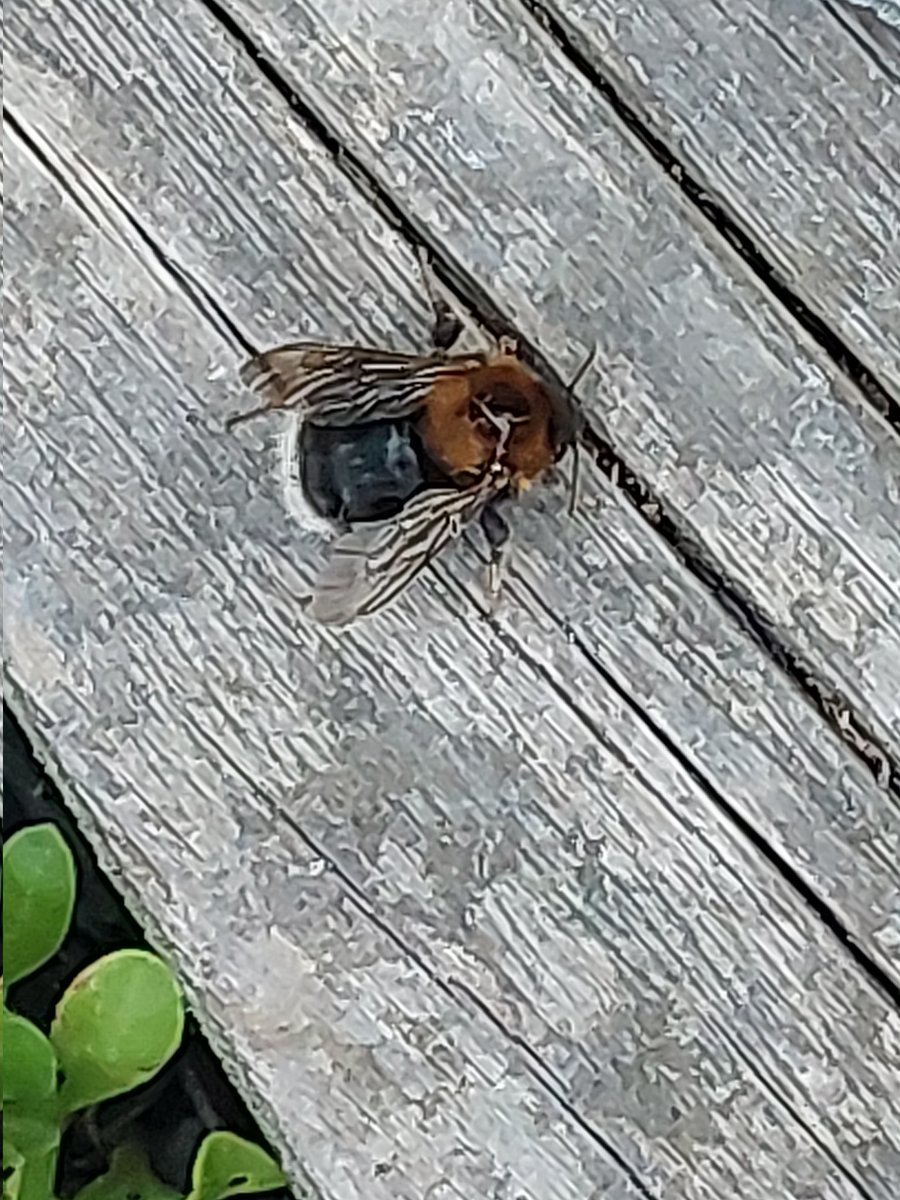 @BumblebeeTrust I've noticed several Tree Bumblebees in my garden recently for the first time. I've seen dead ones too. I never use insecticides and other bumblebees seem OK. Do they have any specific needs. What could be killing them?