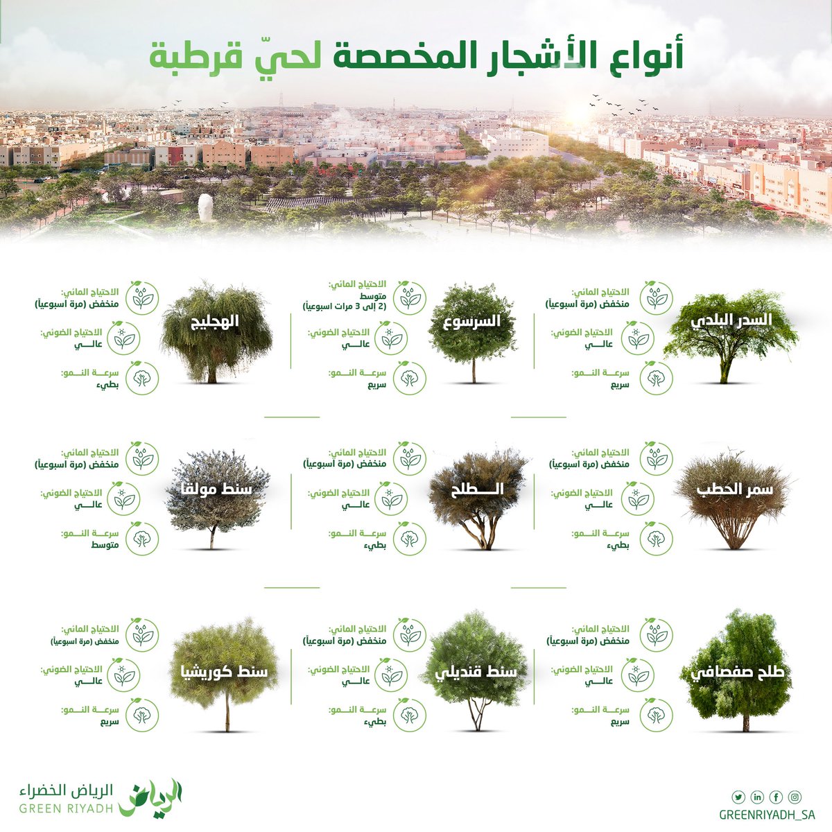 أبرز أشجار حيّ #قرطبة 
#الرياض_الخضراء