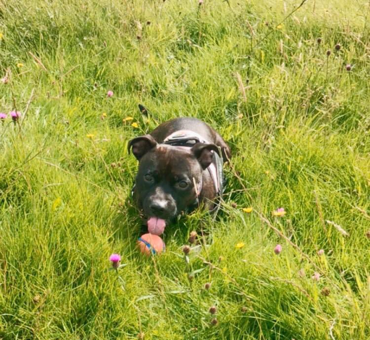 SolsticeWitch's tweet photo. Bean 🐶🫶🏻 https://t.co/oCqFdNi36H