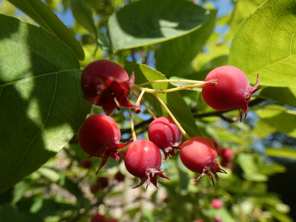 The #berries are ripe for the birds. 👍🐦‍⬛🐦😁

🫐

#NaturePhotography #NaturePhoto #NatureEnthusiast #photo #photos #photography #tree #treelovers  #birdlovers #Amelanchier #AmelanchierCanadensis #shadbush #Shadberry #serviceberry #fruits #唐棣 #莓果 #漿果 #樹 #木 #樹木 #攝影