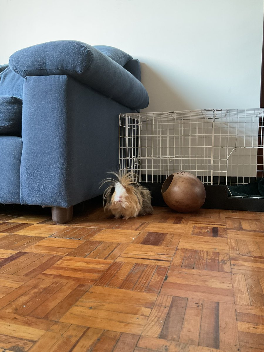 pameirais's tweet photo. tan bello Gabino y su coco a un lado https://t.co/3a5Xj0Yha5