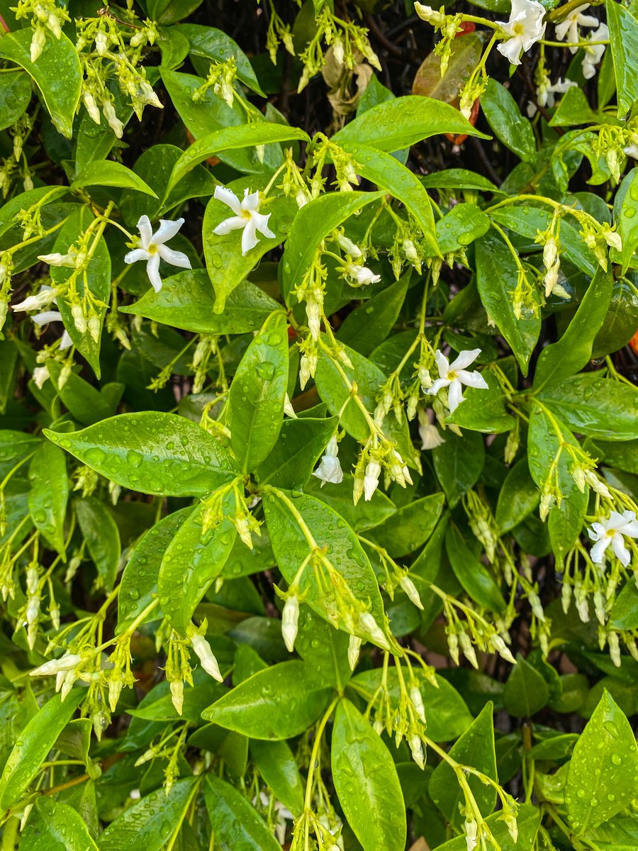 thedividingline's tweet photo. #ShinyLittleStars.
#Tijuana #UrbanPhotography #StreetPhotography #NaturePhotography #Garden #Rain #Aromas #Stars #Beauties #DripDrops #Spring #Nature. https://t.co/EBknqWBcRb