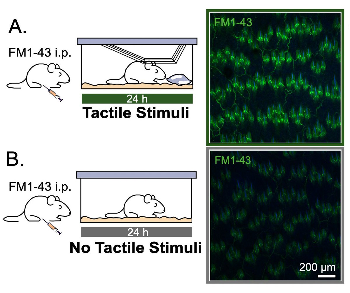 So happy to have been a part of this project!

We showed that styryl dye, FM1-43 specifically labels #PIEZO2 activity and gives a direct readout of tactile stimulation of hairy skin.  

📰 <a href="/NeuroCellPress/">Neuron</a>
bit.ly/42Fglxh

#Neuron #Mechanoreceptor <a href="/NeuralCell/">Neural Cell News</a>