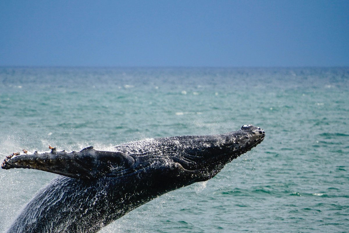 AKDreamCruises's tweet photo. Our routes are designed to allow ample time for up-close encounters. If wildlife viewing is high on your list of priorities during your travels to Alaska, you’ll discover the benefits of our local, insider knowledge. https://t.co/ZhtRCcK9Fz
