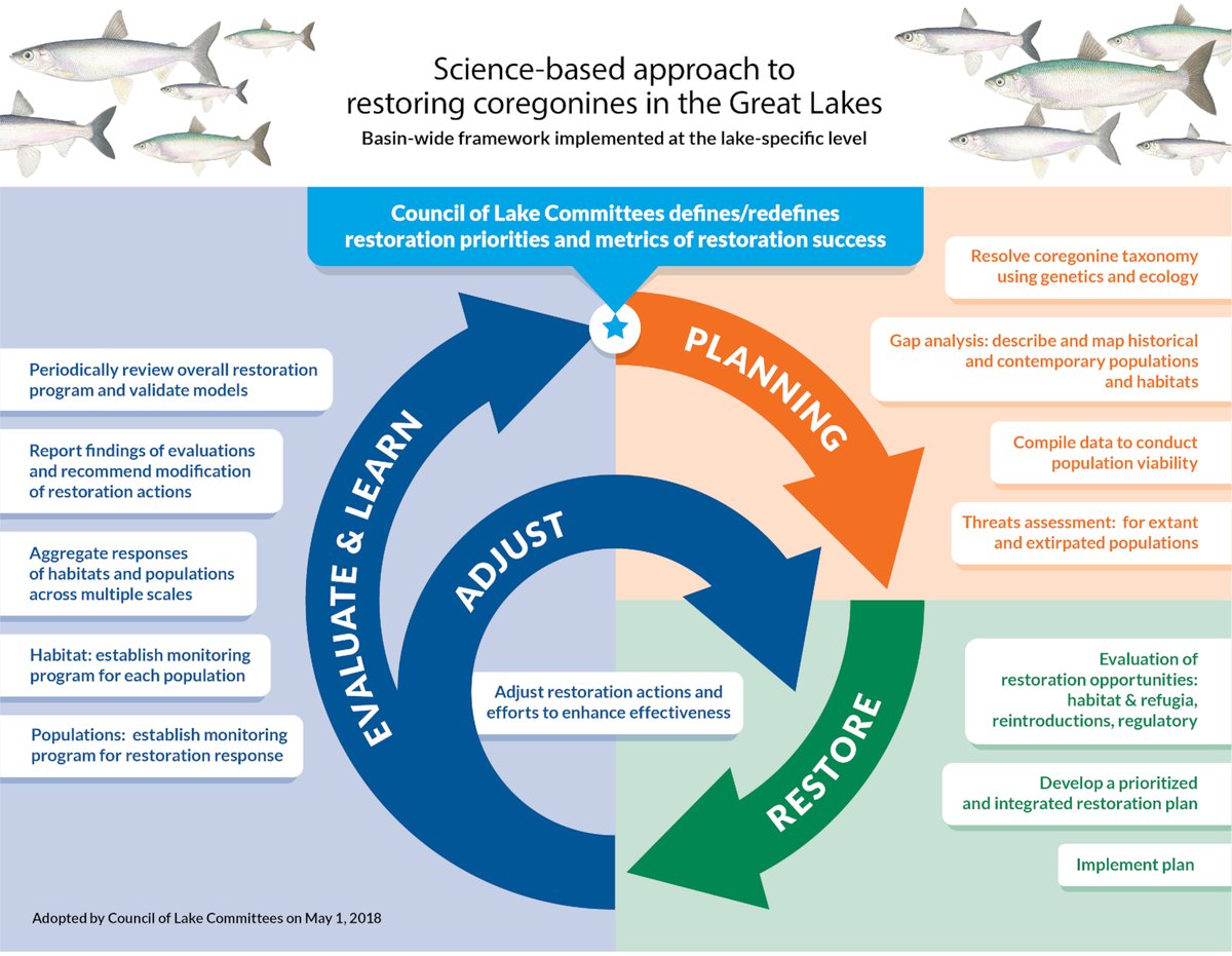 A science and management partnership to restore coregonine diversity to the Laurentian Great Lakes 🌊 

NEW and #OpenAccess in <a href="/cdnsciencepub/">Canadian Science Publishing</a> Environmental Reviews ➡️ buff.ly/3qsqT5u 

by David Bunnell <a href="/USGS/">USGS</a> <a href="/kmalofs/">Karen Alofs</a> @andrew_honsey and colleagues