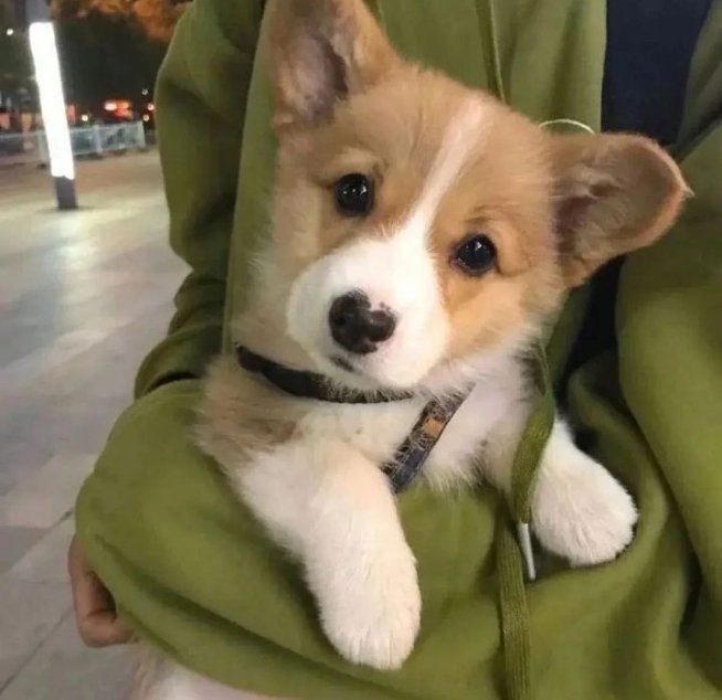 So cutie🥰

#corgilover #corgi #corgilover #dogsoftwitter