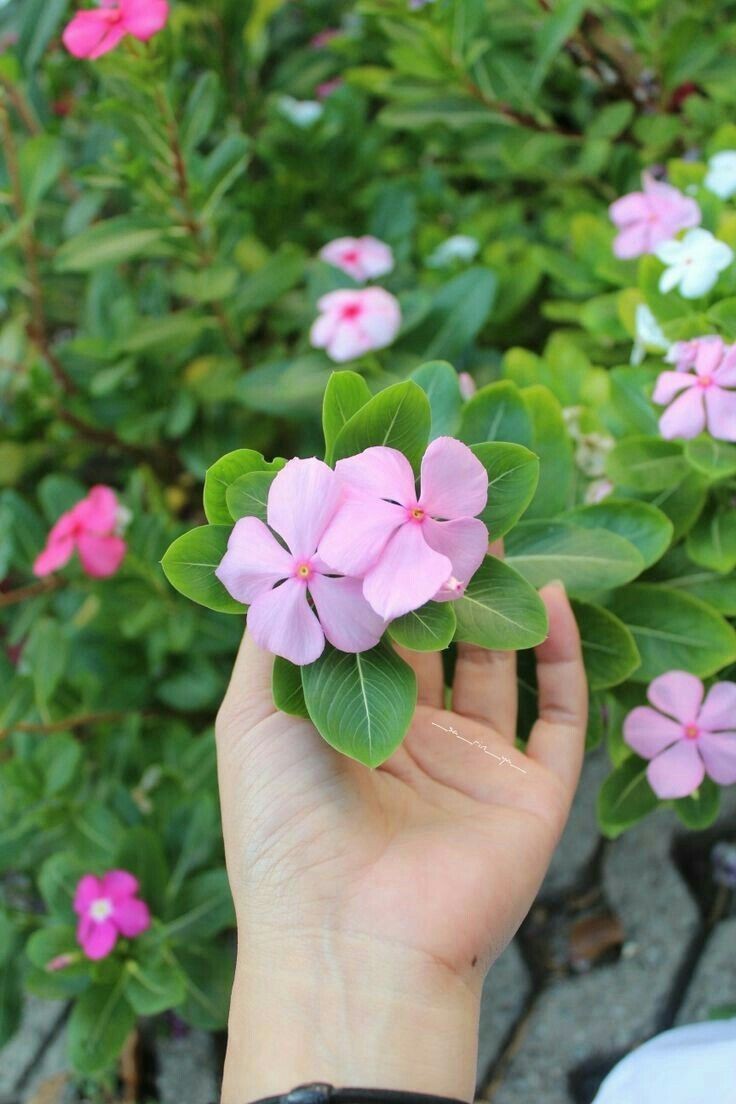 على كتف الطريق ، لم أبسط الورد لأريكم فرائد عطره ، ولا اريكم زواية النهار بتوقيت وردة ..فقط كي اعلمكم أني

 قطفتها من بين اخواتها العشرين !