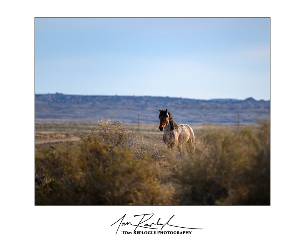Wild Horse - New Mexico | 2023

#throughmylens #wildhorse #wildhorses #NewMexico #horse #horses #landofenchantment #NewMexicoWildHorses
#HorsePhotography #WildlifePhotography #NaturePhotography
#ExploreNewMexico #WildHorseEncounter #DesertLife #EquestrianLife