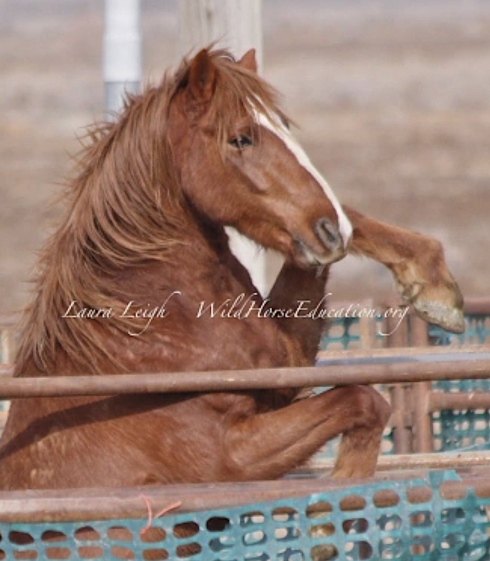 18 days until helicopters begin capture of #wildhorses and burros. As we fight to stop roundups, we also need to continue the fight against abuse. >> rb.gy/sjjz7
Through Friday, all contributions will be matched to get our teams out into the field. Thank you!