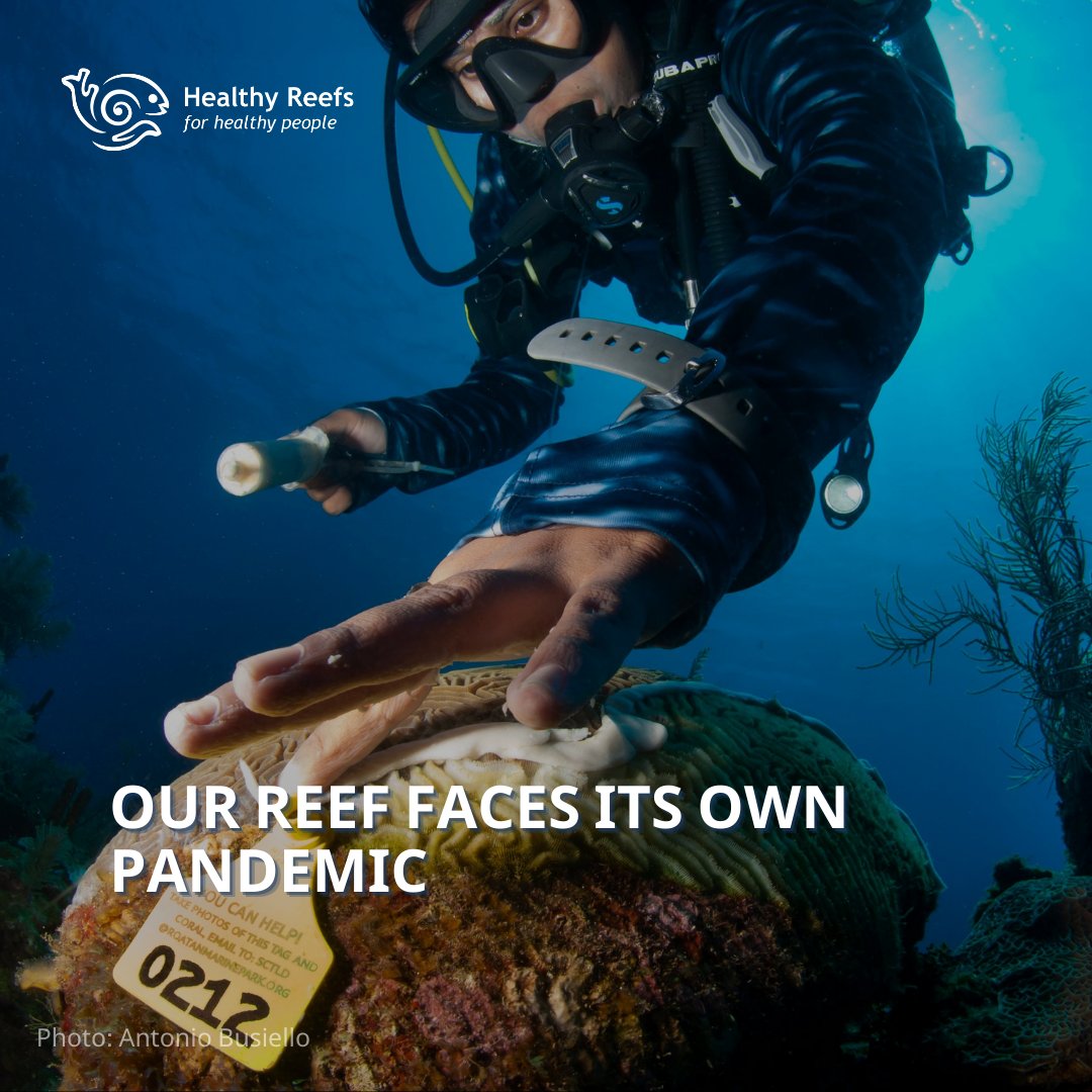 Healthy Reefs tweet media